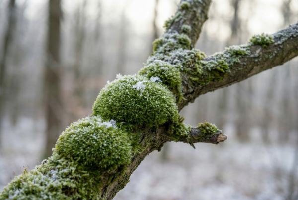 Magie der Moose: Norbert Seeger verrät, warum sie im Winter besonders wirken